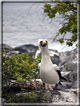 foto Flora e la fauna della Isole Galapagos